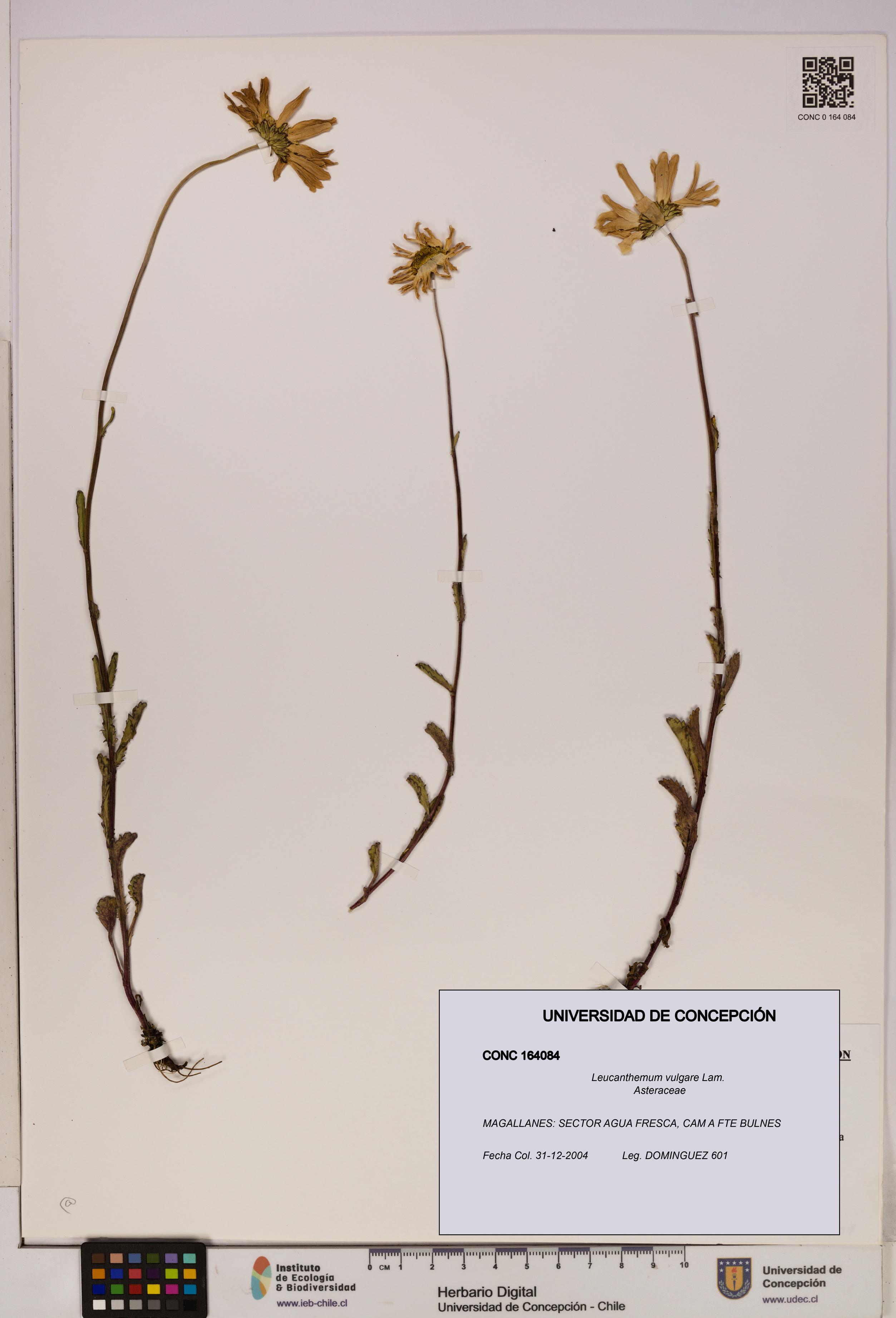 Leucanthemum vulgare [Espécimen: UDEC:CONC:0164084]