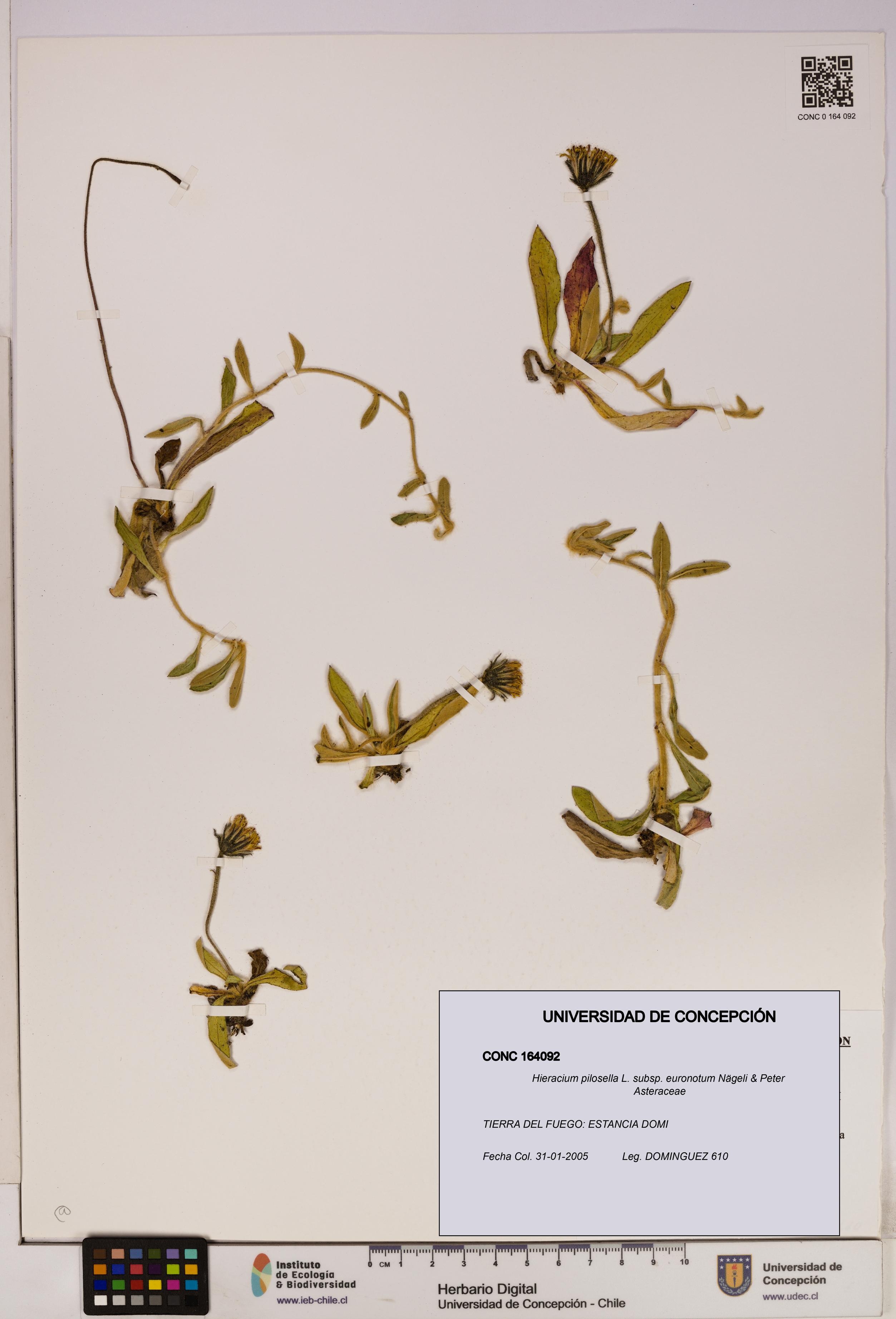 Hieracium pilosella [Espécimen: UDEC:CONC:0164092]