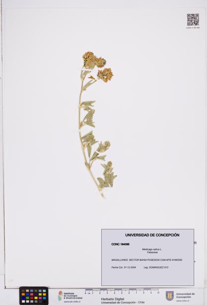 Medicago sativa [Espécimen: ]
