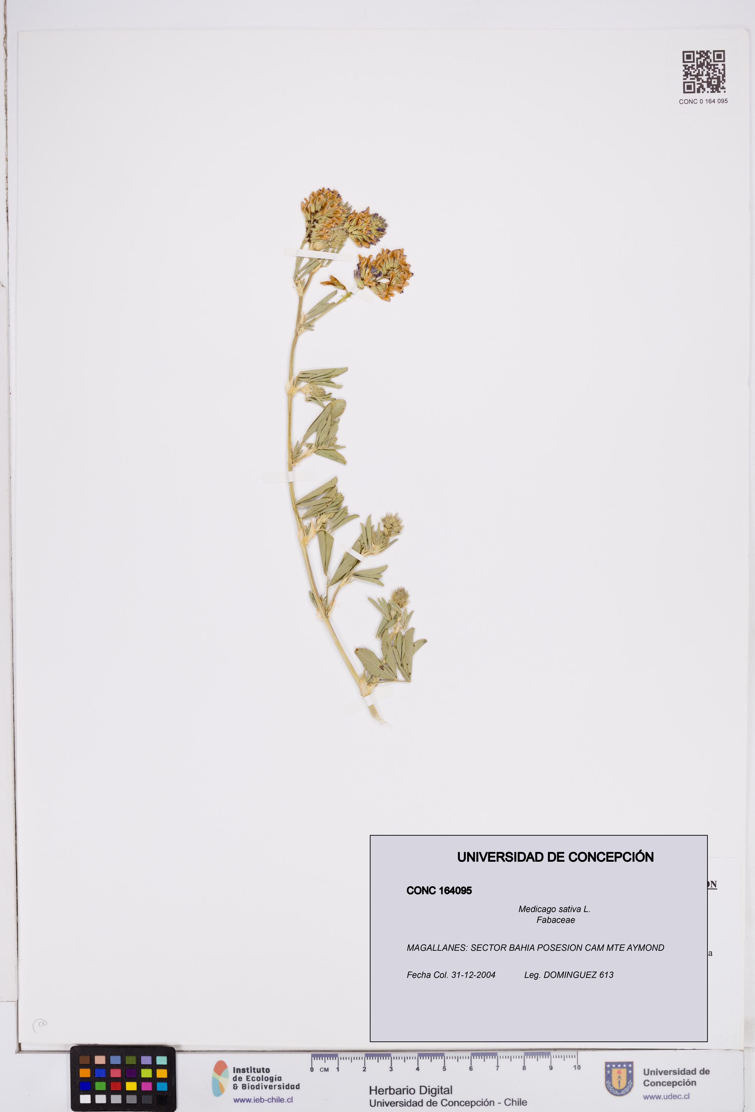Medicago sativa [Espécimen: ]