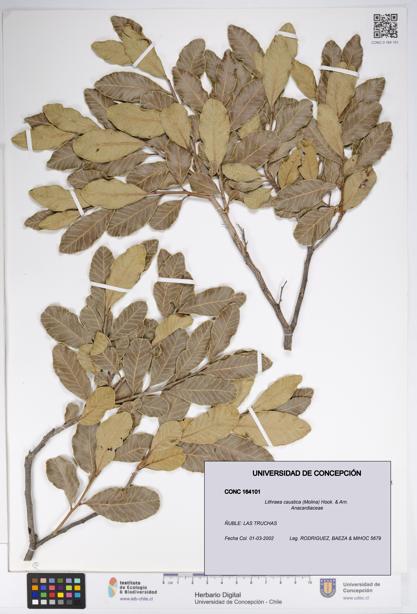 Lithraea caustica [Espécimen: UDEC:CONC:0164101]