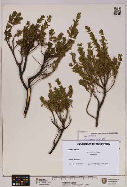 Baccharis neaei [Espécimen: UDEC:CONC:0164108]