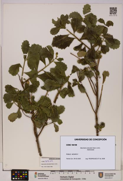 Baccharis obovata [Espécimen: UDEC:CONC:0164109]