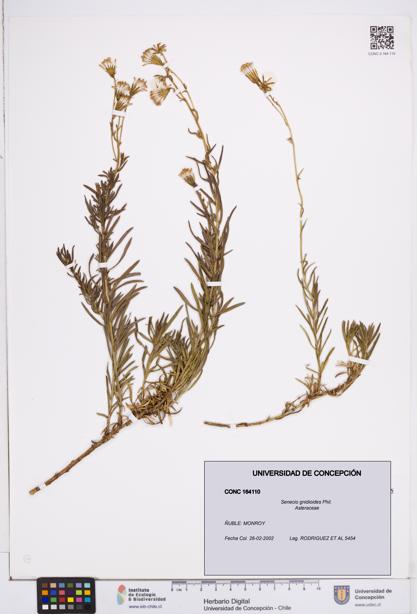 Senecio gnidioides [Espécimen: ]