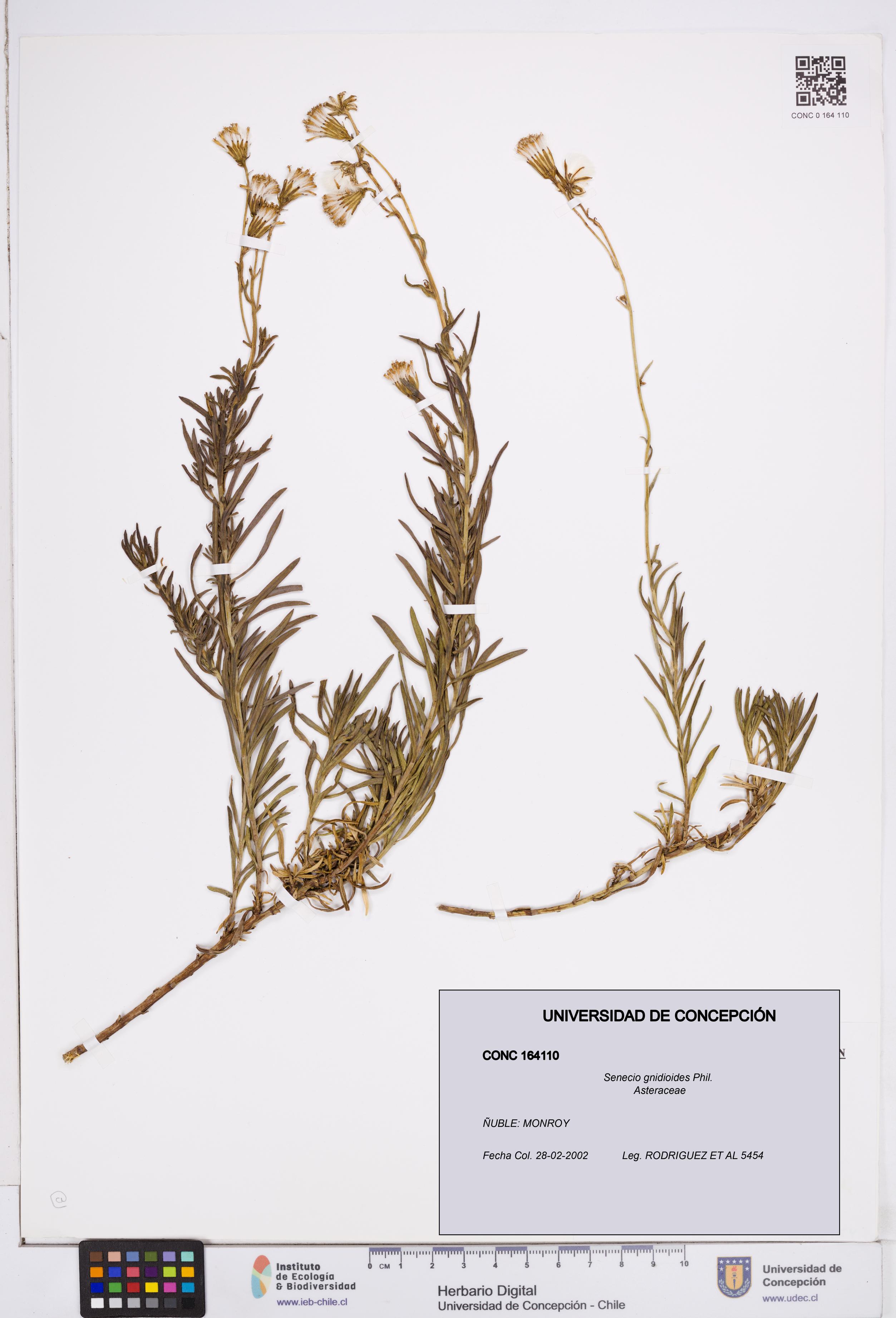 Senecio gnidioides [Espécimen: ]