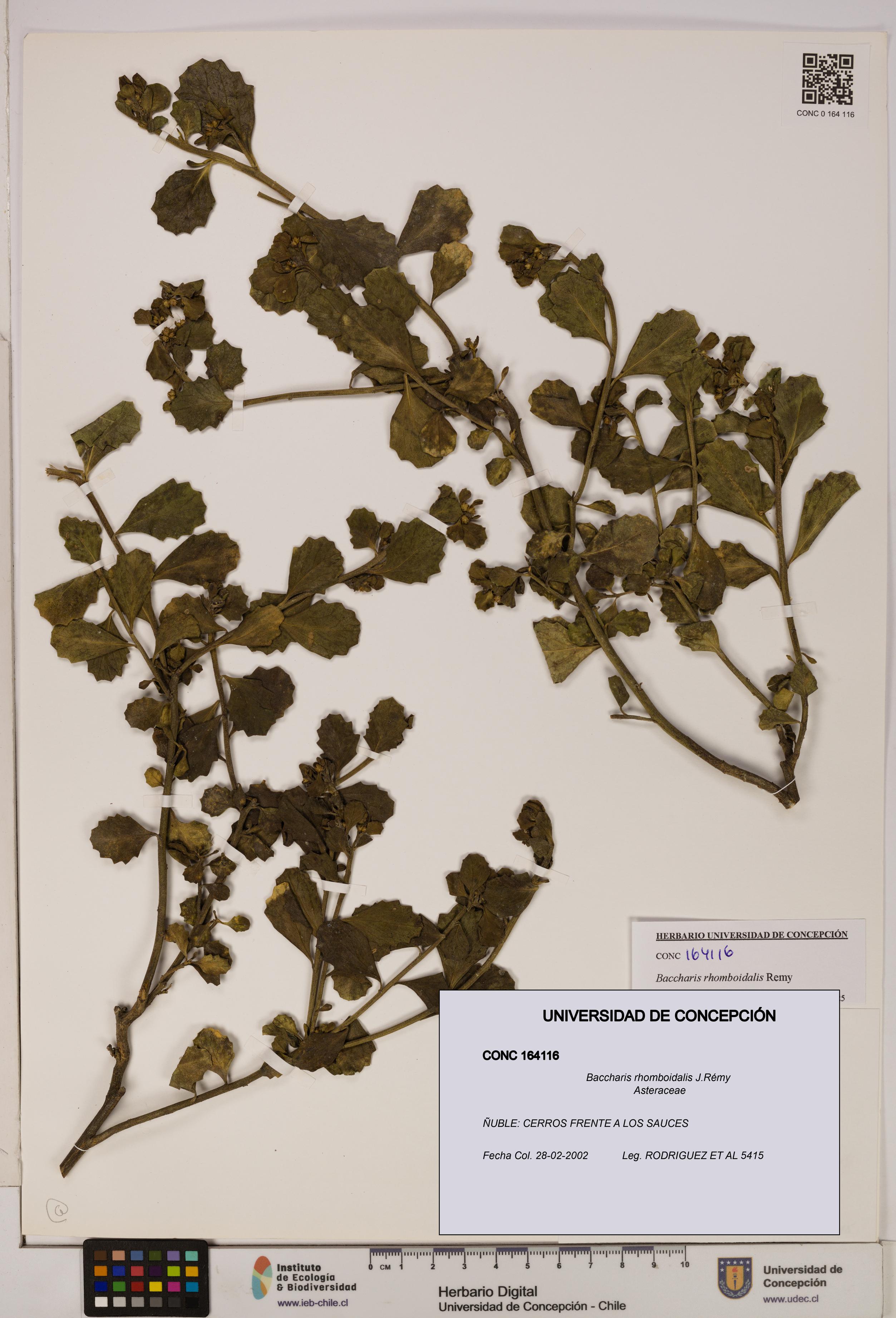 Baccharis rhomboidalis [Espécimen: UDEC:CONC:0164116]