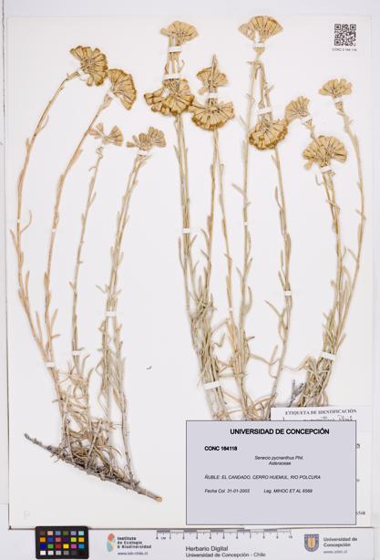 Senecio pycnanthus [Espécimen: ]