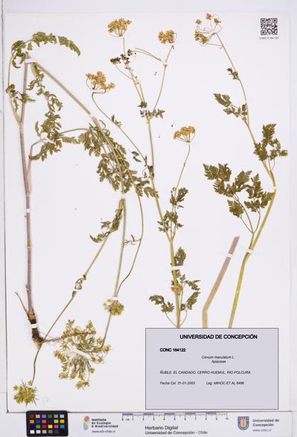 Conium maculatum [Espécimen: ]