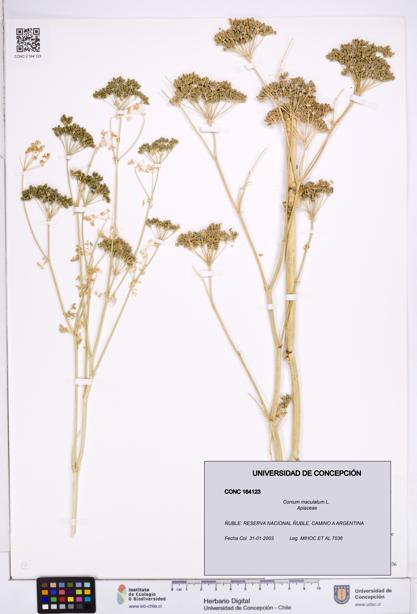 Conium maculatum [Espécimen: ]