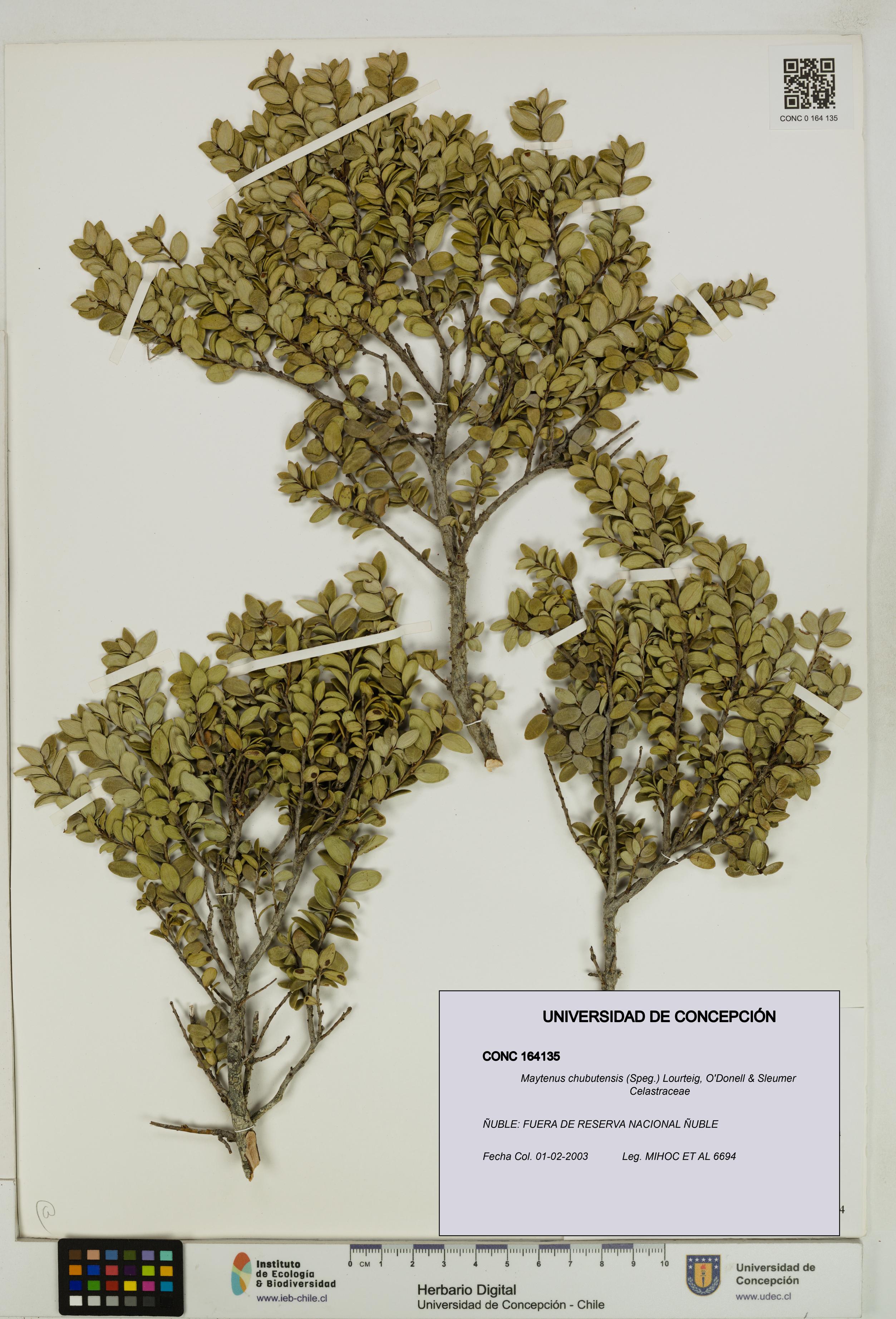 Maytenus chubutensis [Espécimen: UDEC:CONC:0164135]