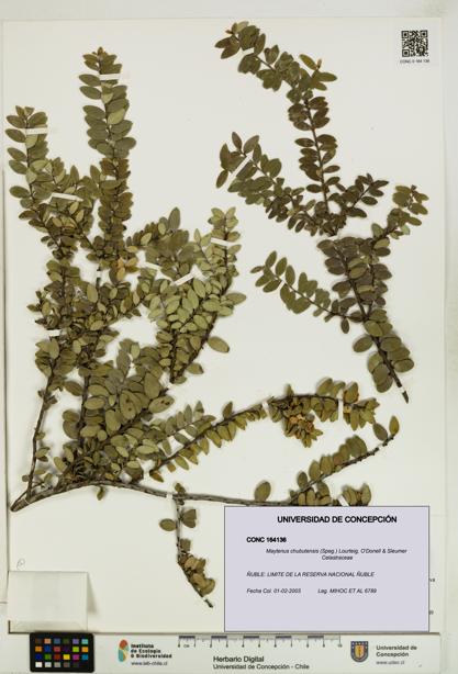 Maytenus chubutensis [Espécimen: UDEC:CONC:0164136]