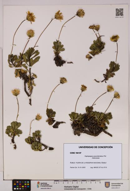 Haplopappus paucidentatus [Espécimen: UDEC:CONC:0164137]
