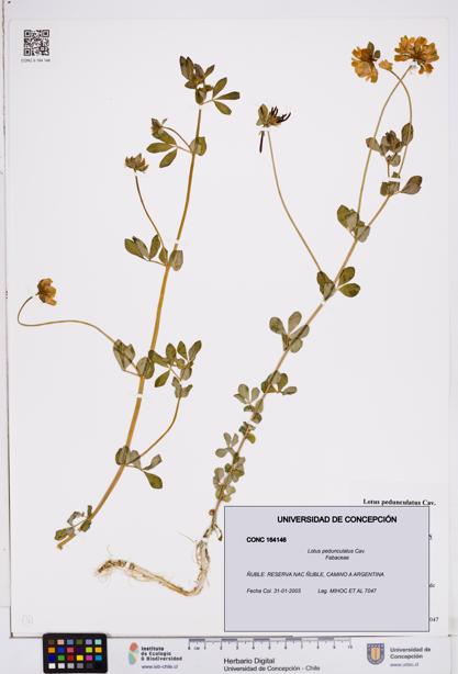 Lotus pedunculatus [Espécimen: ]