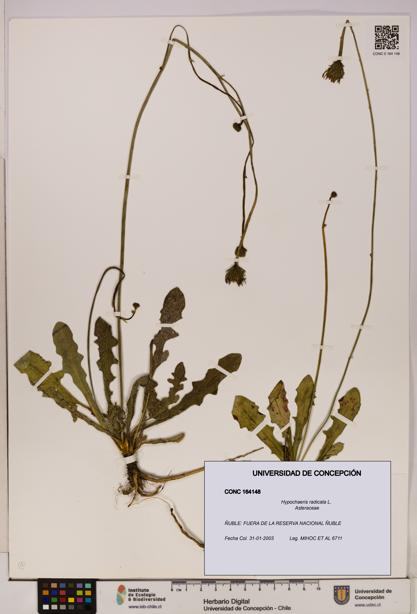 Hypochaeris radicata [Espécimen: UDEC:CONC:0164148]