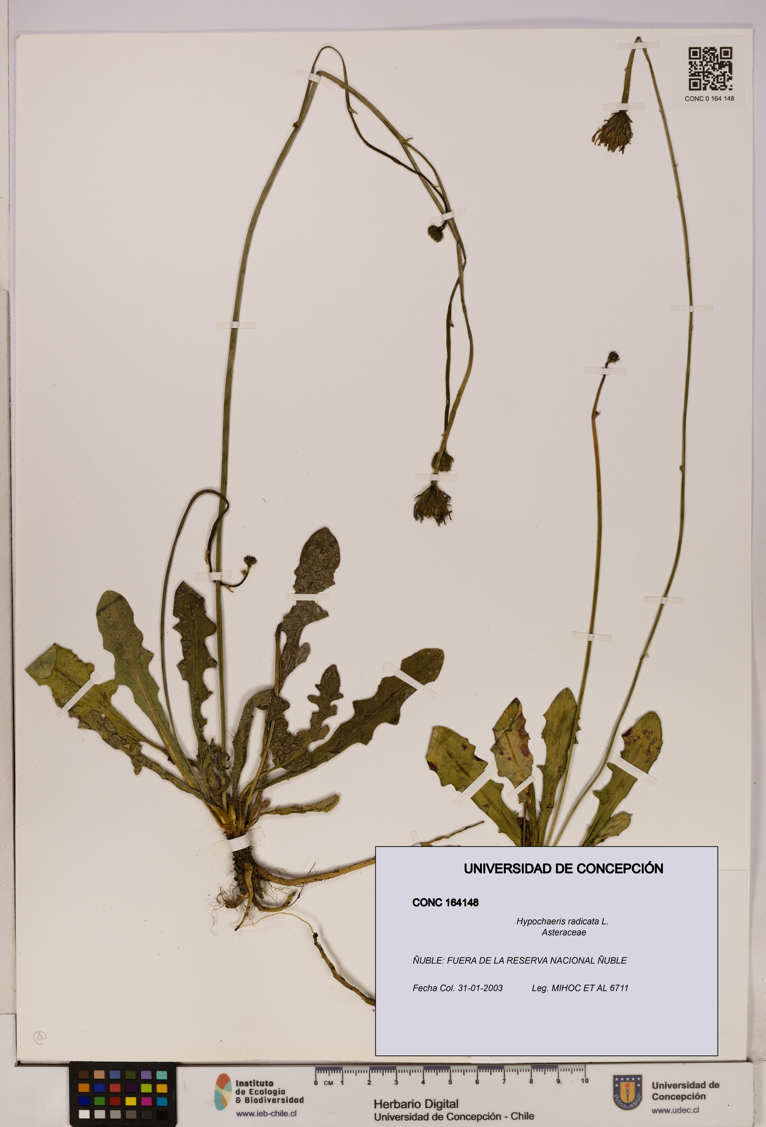 Hypochaeris radicata [Espécimen: UDEC:CONC:0164148]