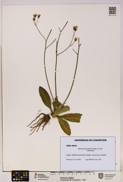 Hieracium glaucifolium [Espécimen: UDEC:CONC:0164151]