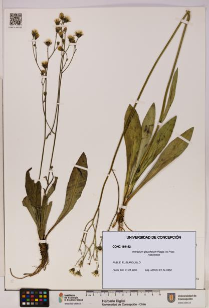 Hieracium glaucifolium [Espécimen: UDEC:CONC:0164152]