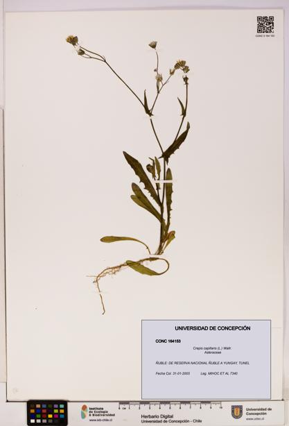 Crepis capillaris [Espécimen: UDEC:CONC:0164153]