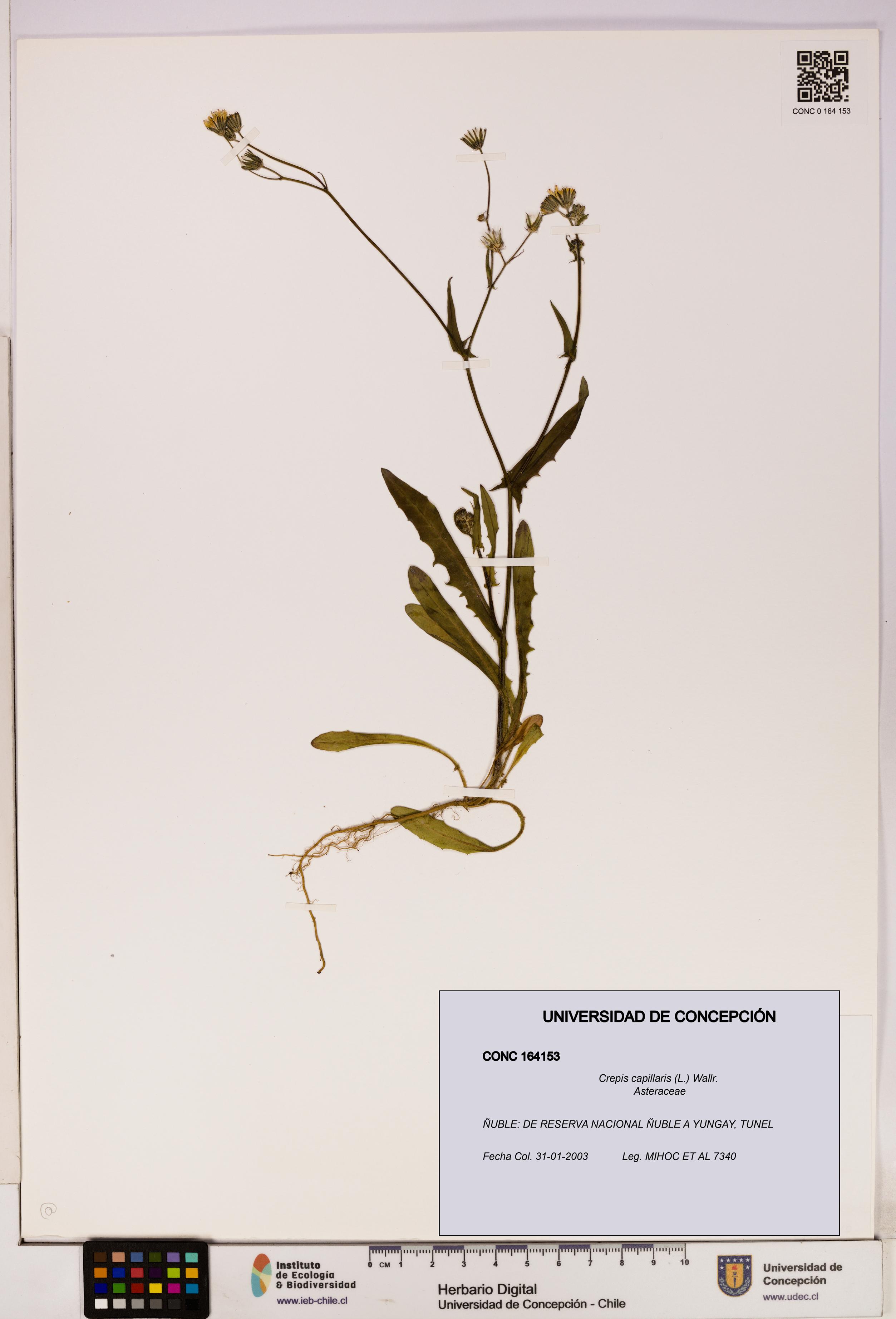 Crepis capillaris [Espécimen: UDEC:CONC:0164153]