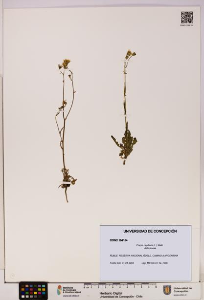 Crepis capillaris [Espécimen: UDEC:CONC:0164154]