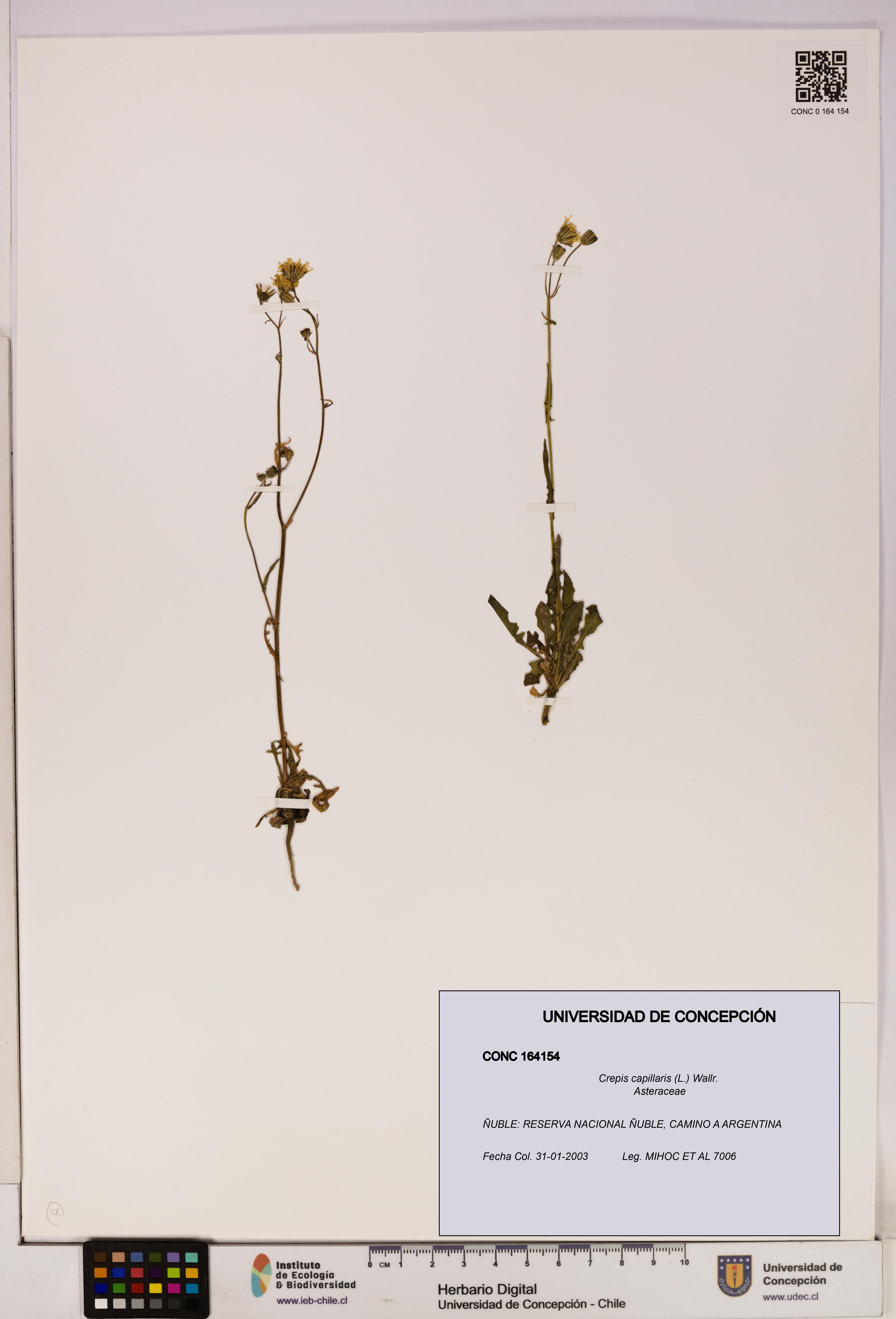 Crepis capillaris [Espécimen: UDEC:CONC:0164154]