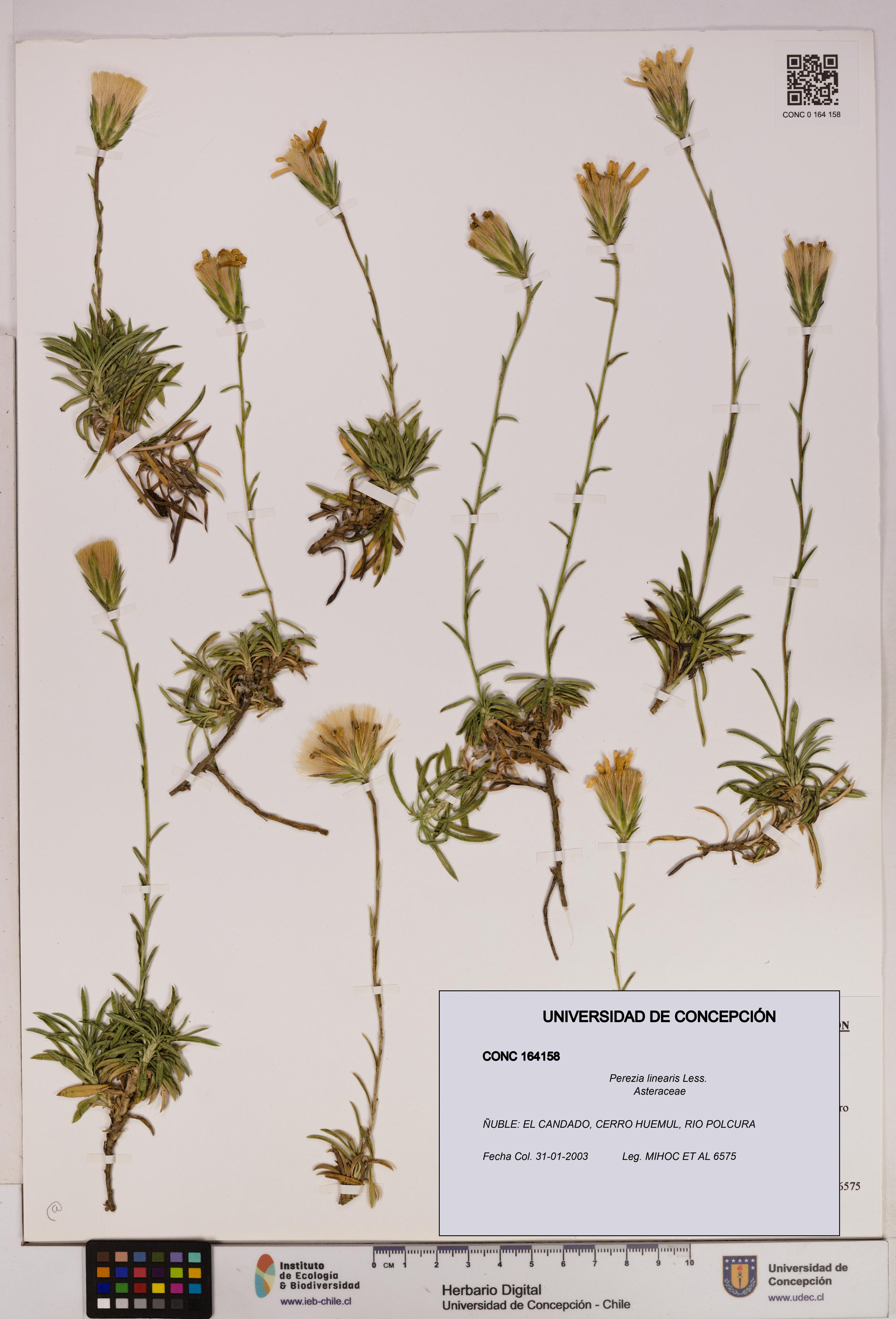Perezia linearis [Espécimen: UDEC:CONC:0164158]