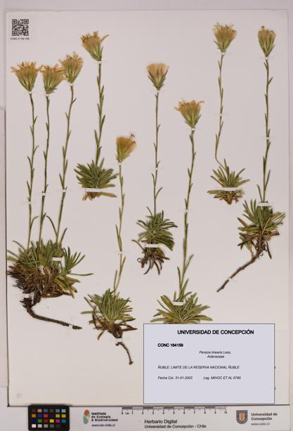 Perezia linearis [Espécimen: UDEC:CONC:0164159]