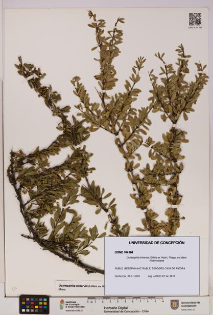 Ochetophila trinervis [Espécimen: UDEC:CONC:0164164]