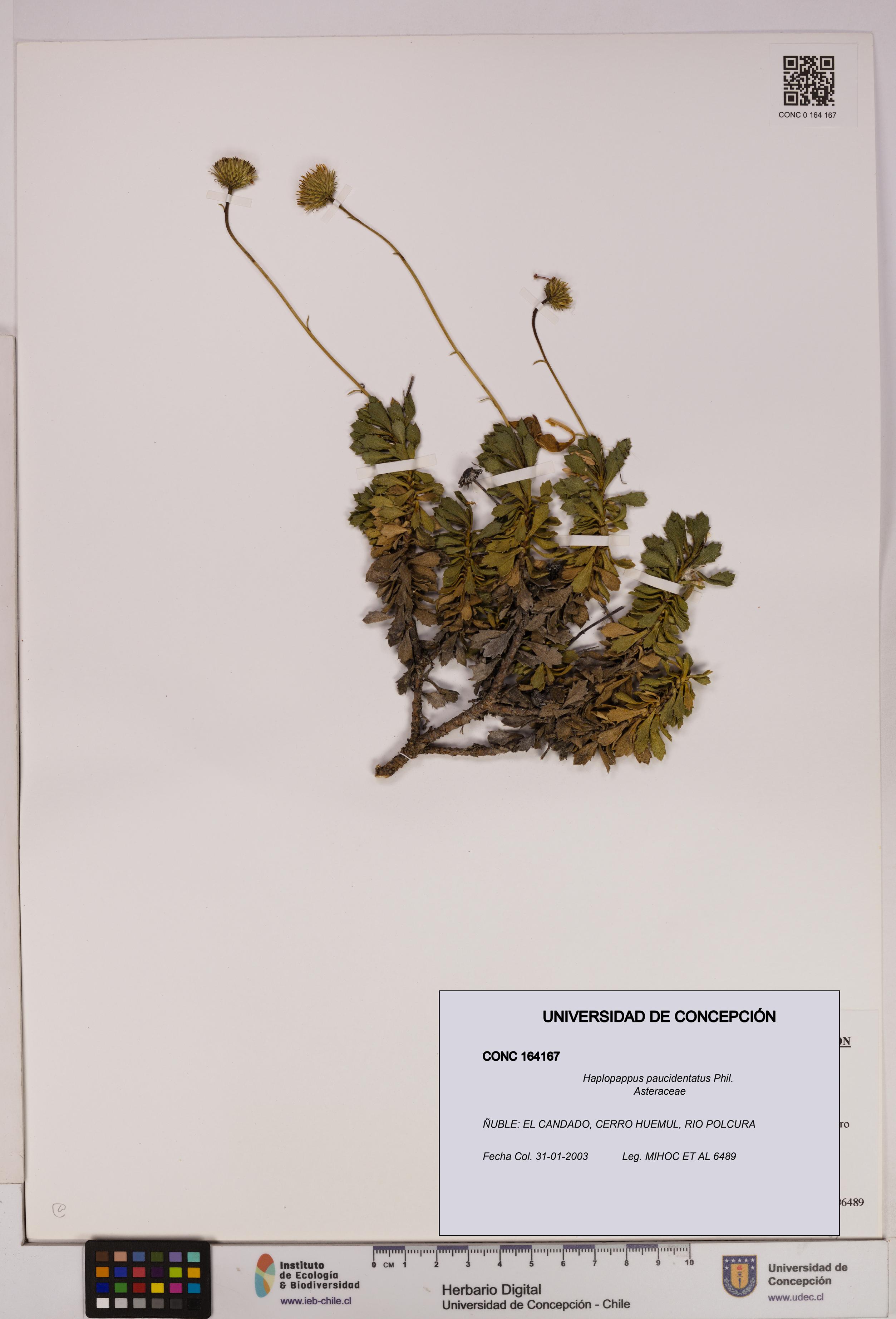 Haplopappus paucidentatus [Espécimen: UDEC:CONC:0164167]