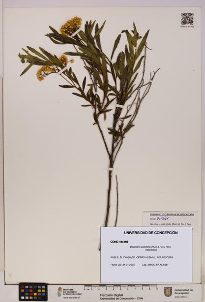 Baccharis salicifolia [Espécimen: UDEC:CONC:0164169]