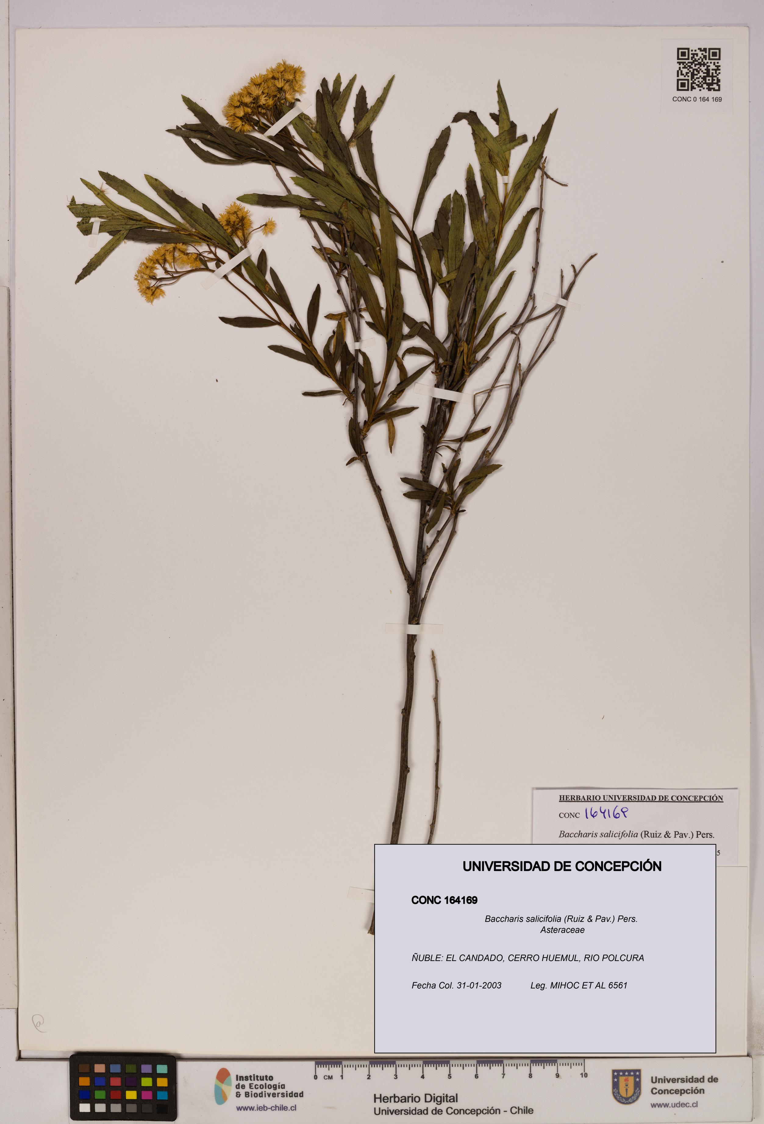 Baccharis salicifolia [Espécimen: UDEC:CONC:0164169]