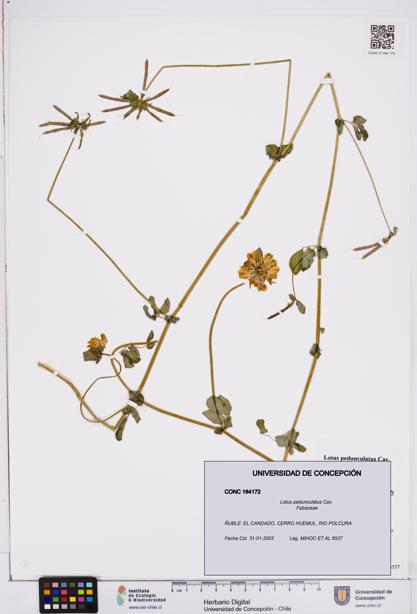 Lotus pedunculatus [Espécimen: ]