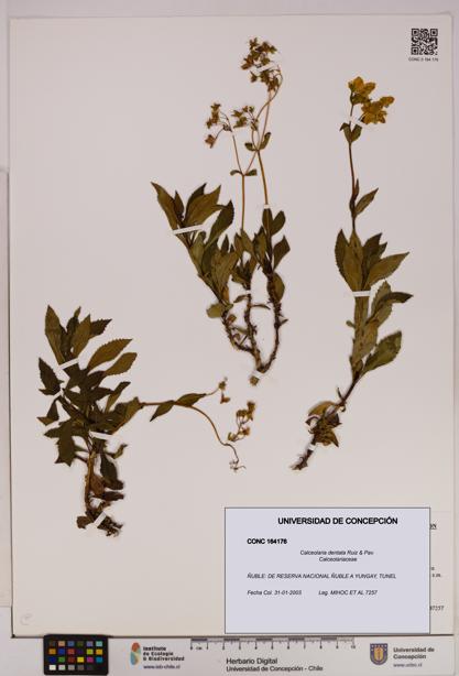 Calceolaria dentata [Espécimen: UDEC:CONC:0164176]