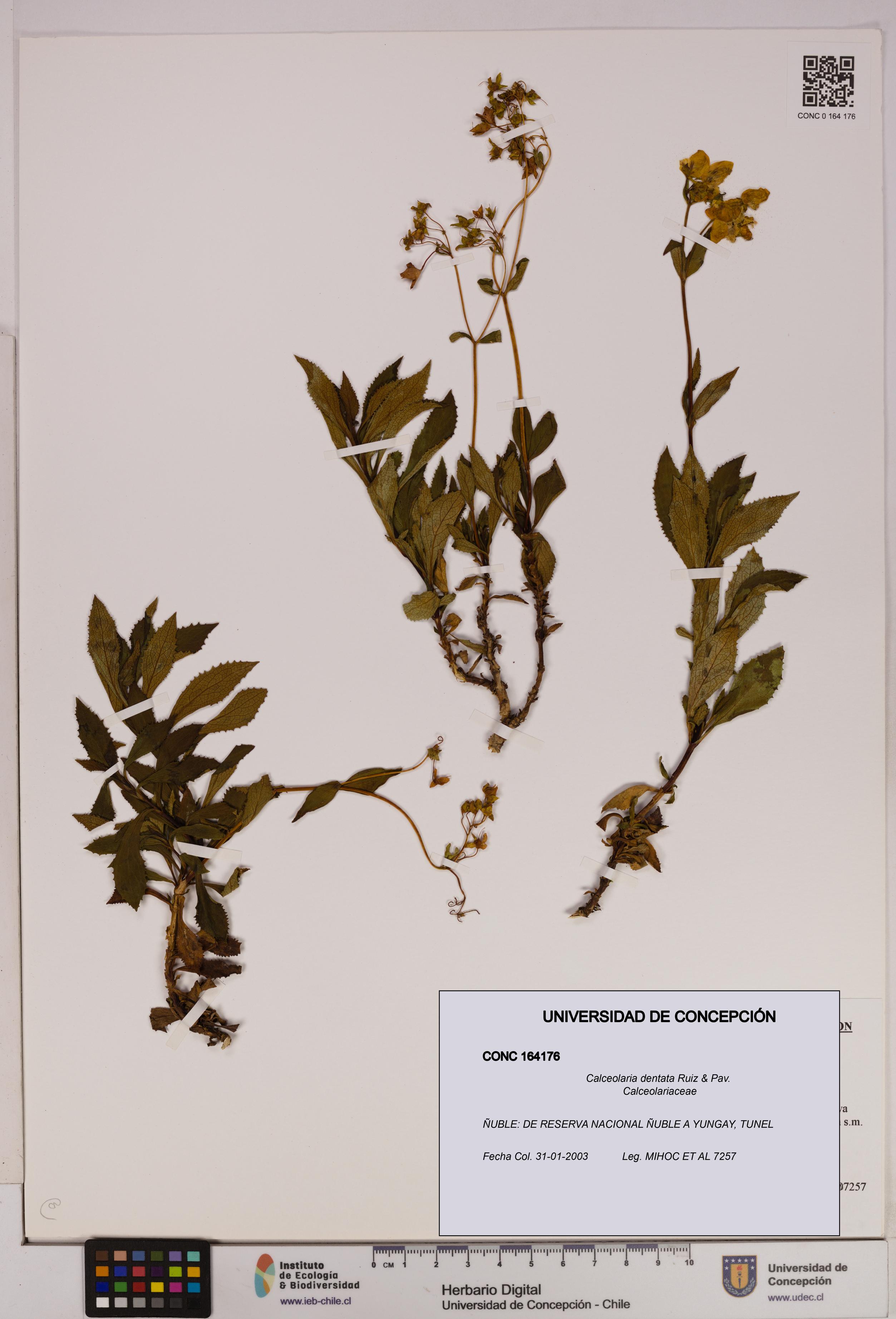 Calceolaria dentata [Espécimen: UDEC:CONC:0164176]