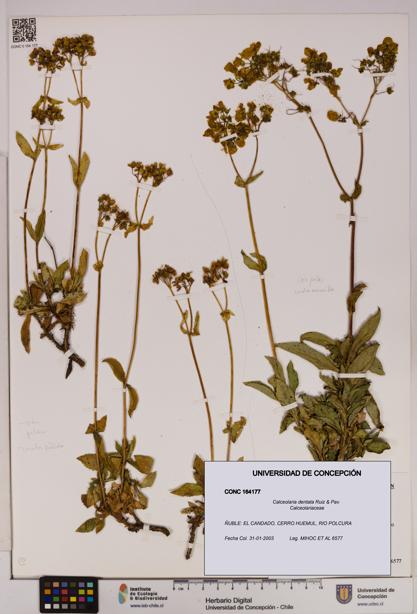 Calceolaria dentata [Espécimen: UDEC:CONC:0164177]