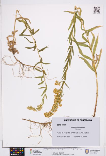 Solidago chilensis [Espécimen: ]