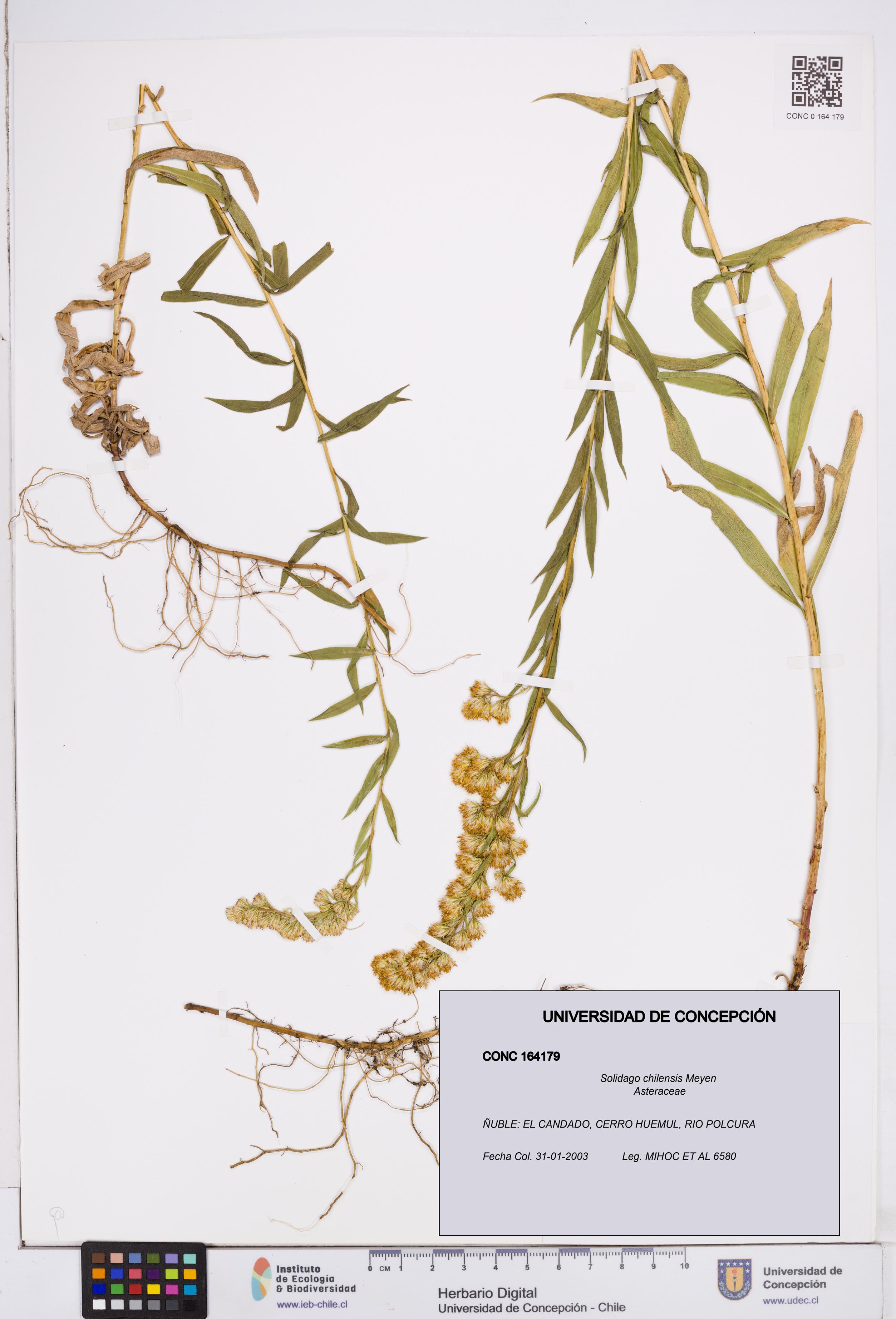 Solidago chilensis [Espécimen: ]