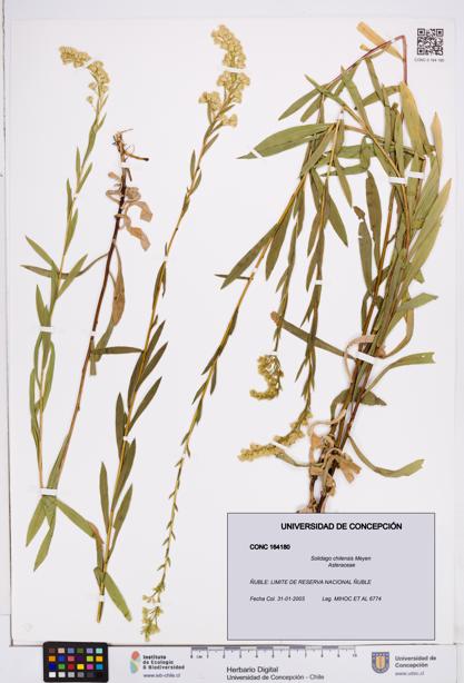 Solidago chilensis [Espécimen: ]