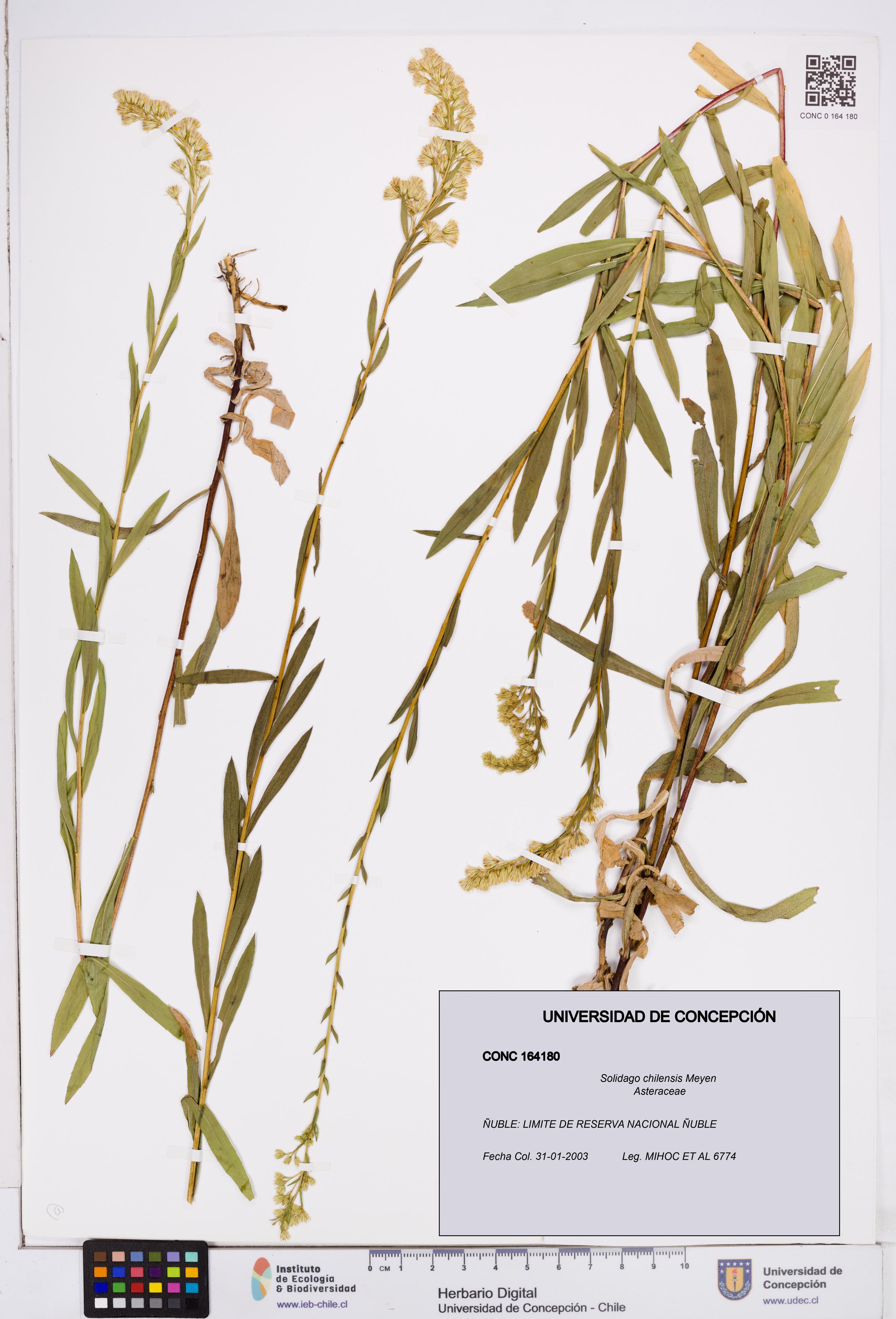 Solidago chilensis [Espécimen: ]