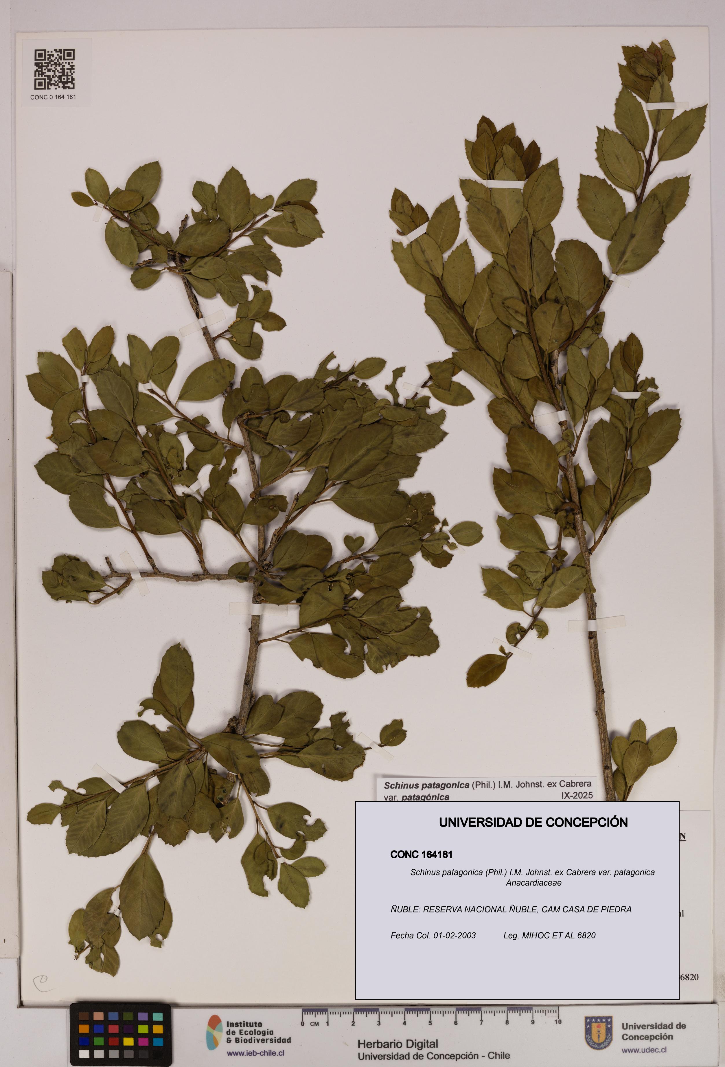 Schinus patagonica [Espécimen: UDEC:CONC:0164181]