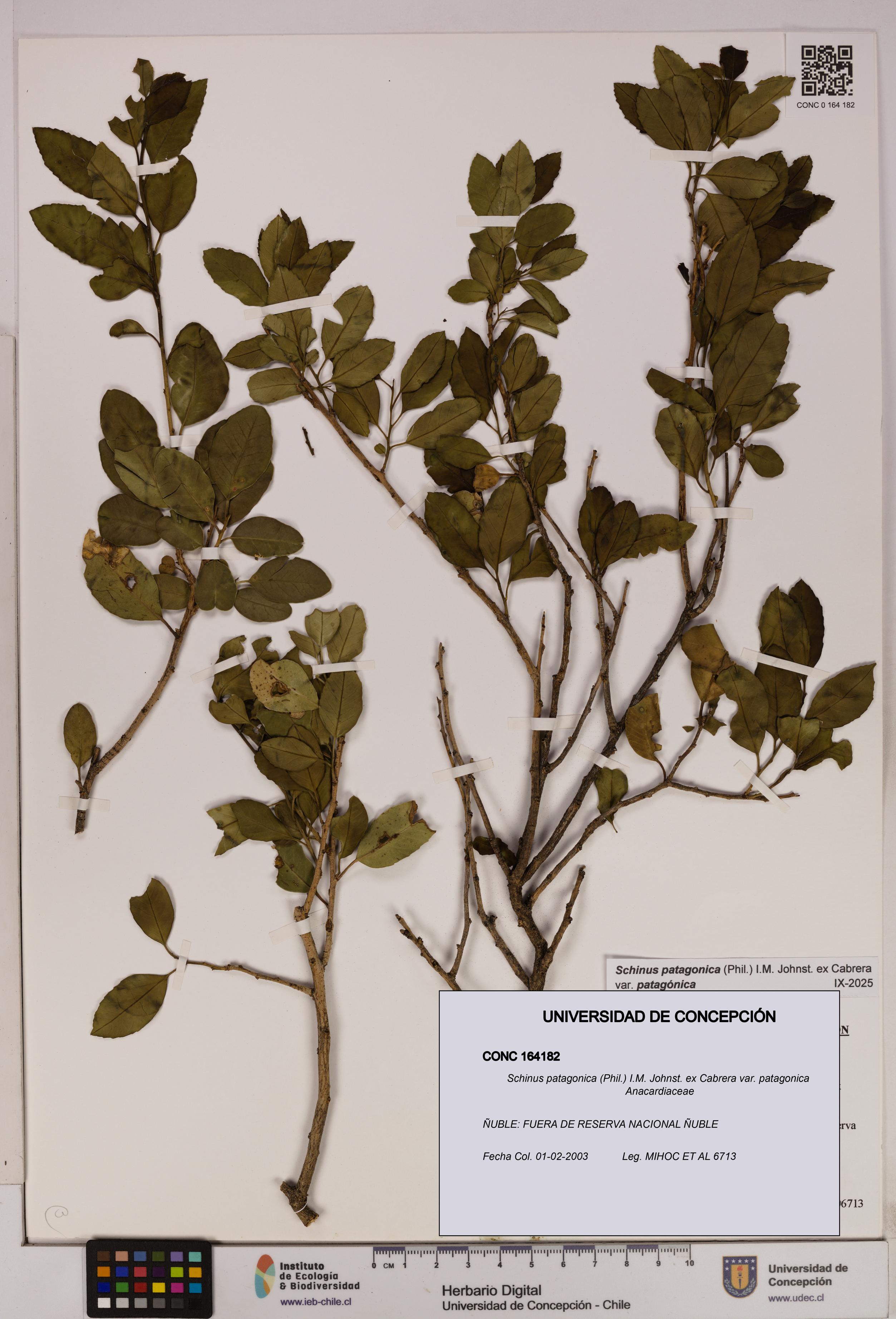 Schinus patagonica [Espécimen: UDEC:CONC:0164182]