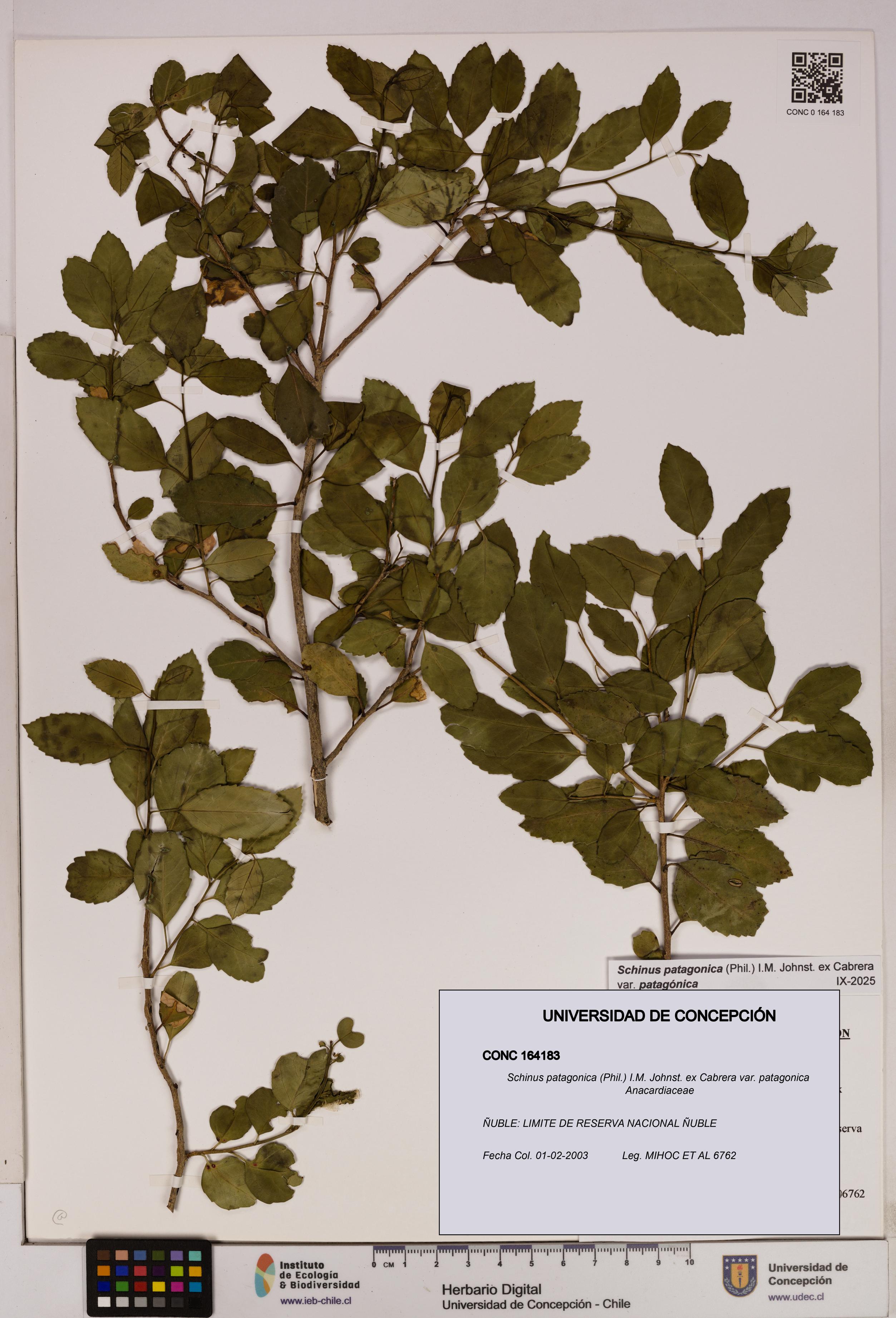 Schinus patagonica [Espécimen: UDEC:CONC:0164183]