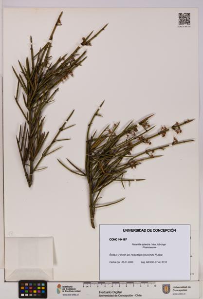 Retanilla ephedra [Espécimen: UDEC:CONC:0164187]