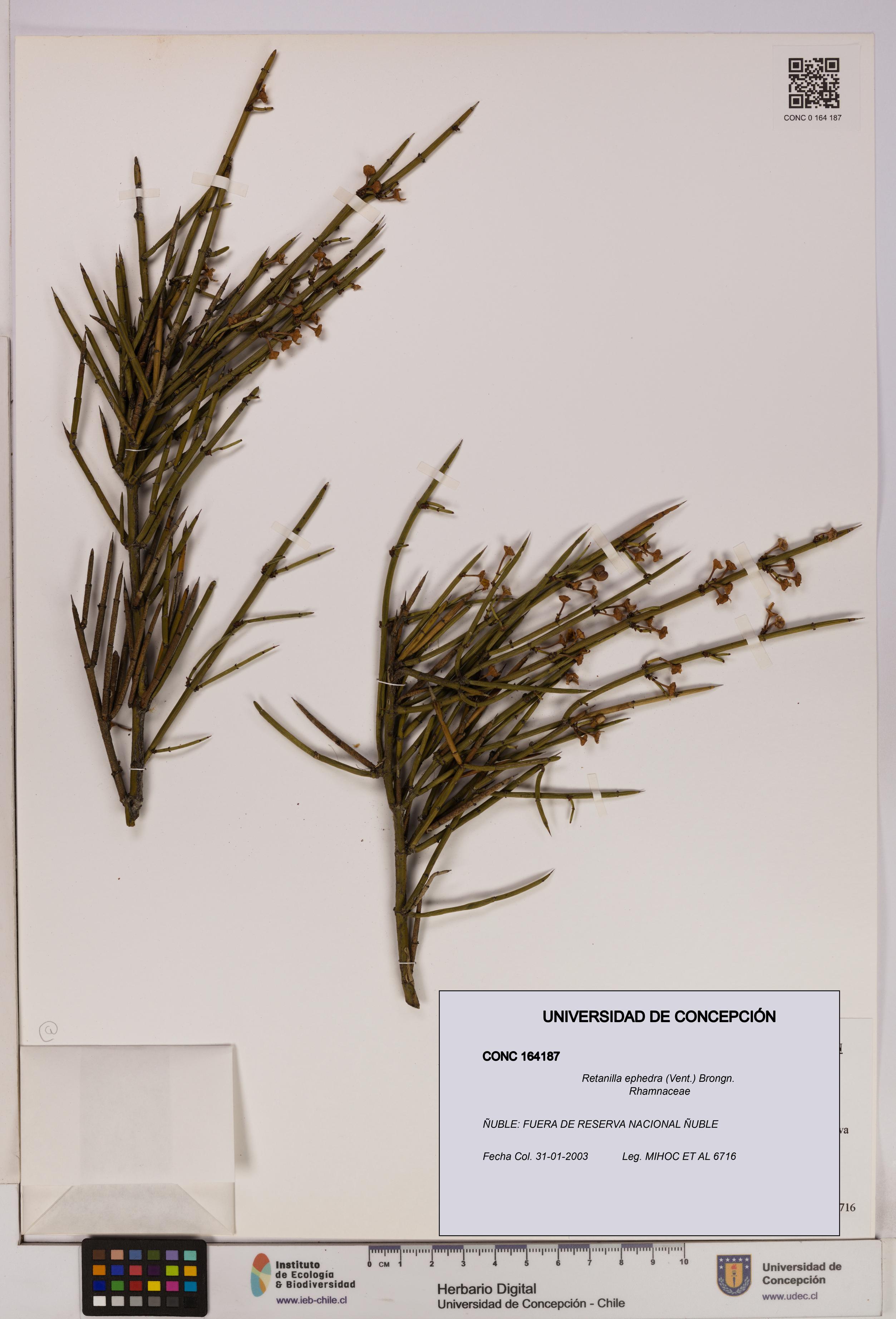 Retanilla ephedra [Espécimen: UDEC:CONC:0164187]