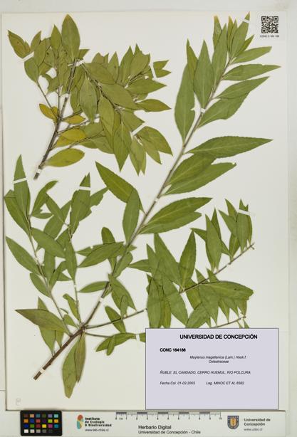 Maytenus magellanica [Espécimen: UDEC:CONC:0164188]