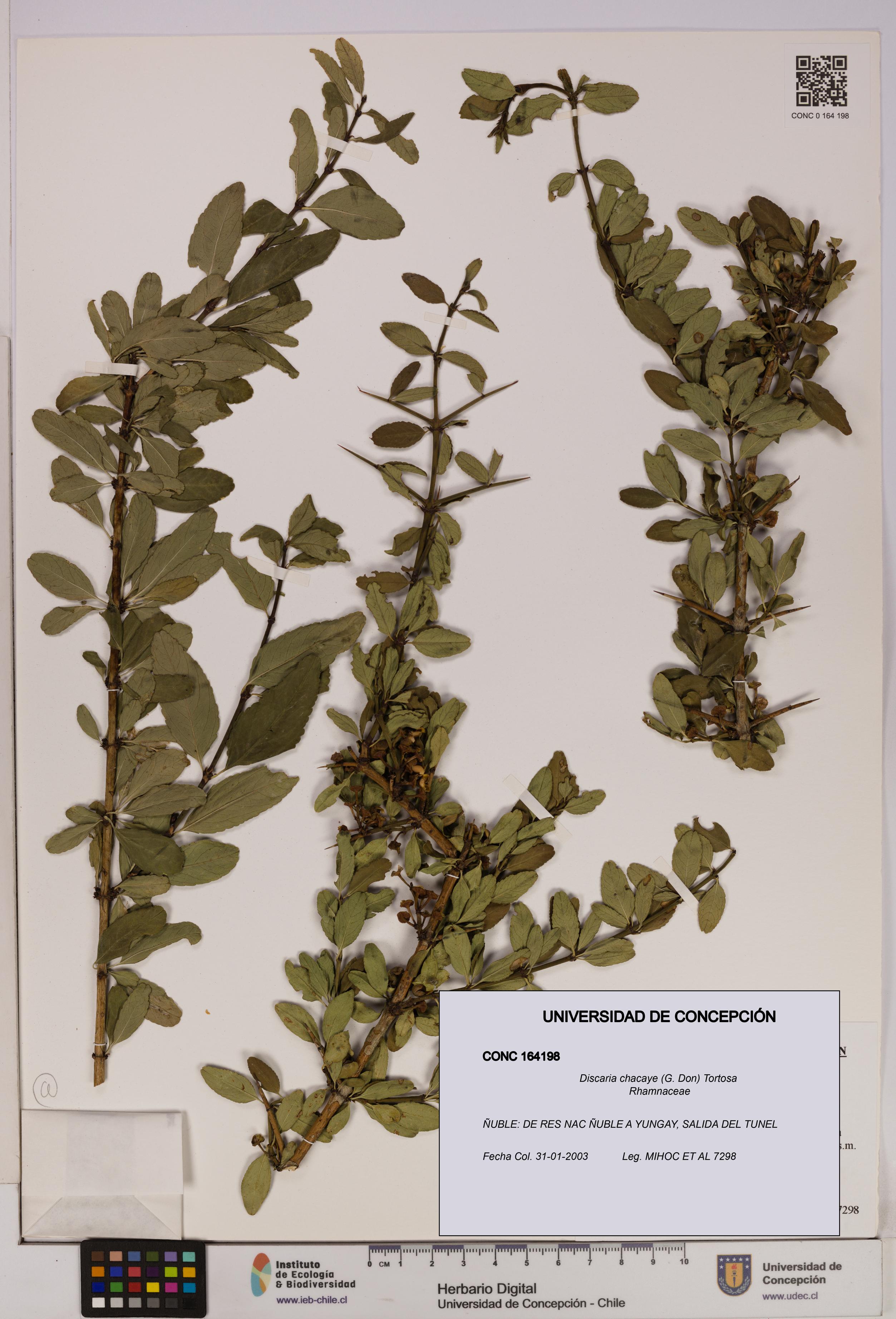 Discaria chacaye [Espécimen: UDEC:CONC:0164198]