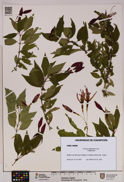 Fuchsia magellanica [Espécimen: UDEC:CONC:0164205]