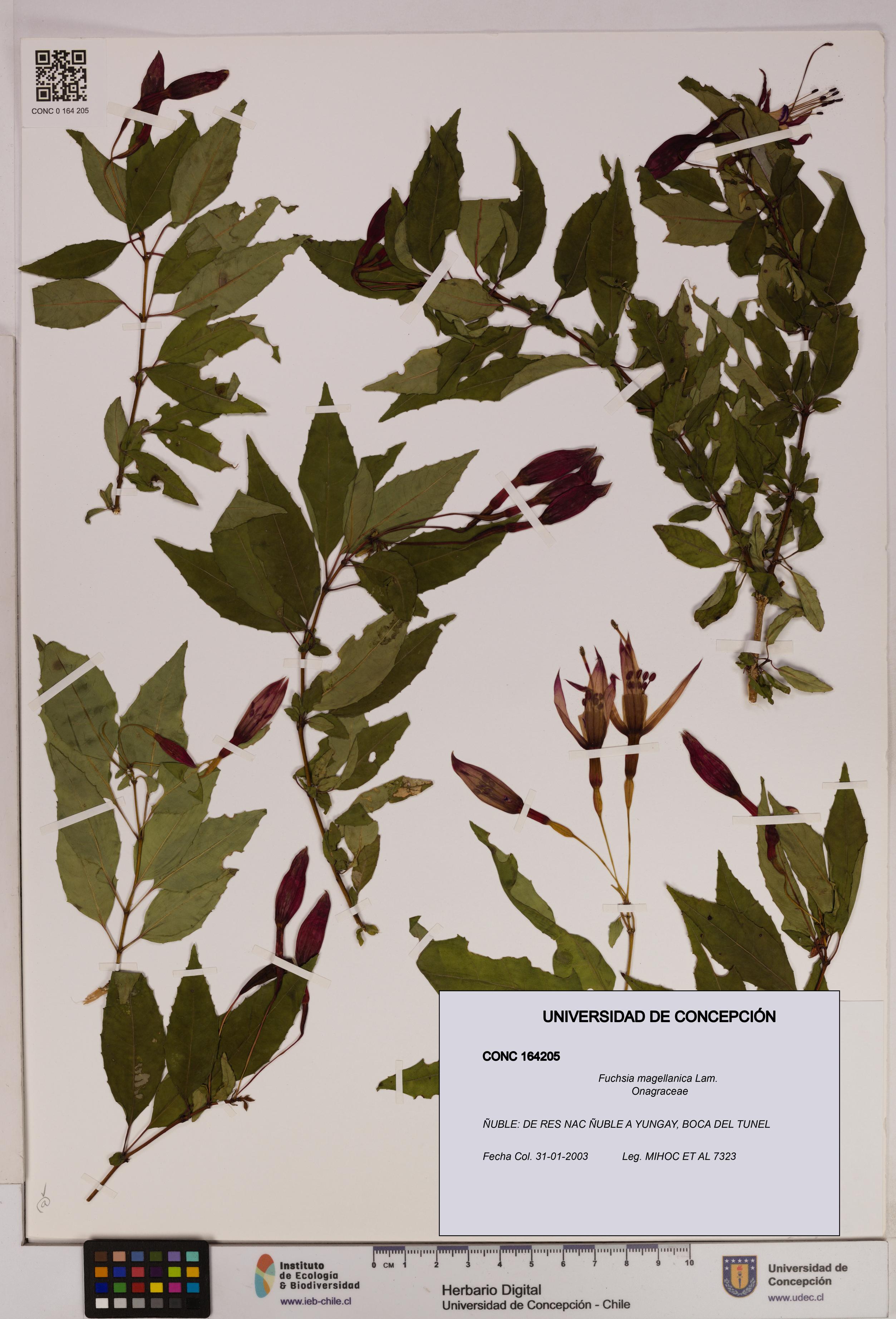 Fuchsia magellanica [Espécimen: UDEC:CONC:0164205]