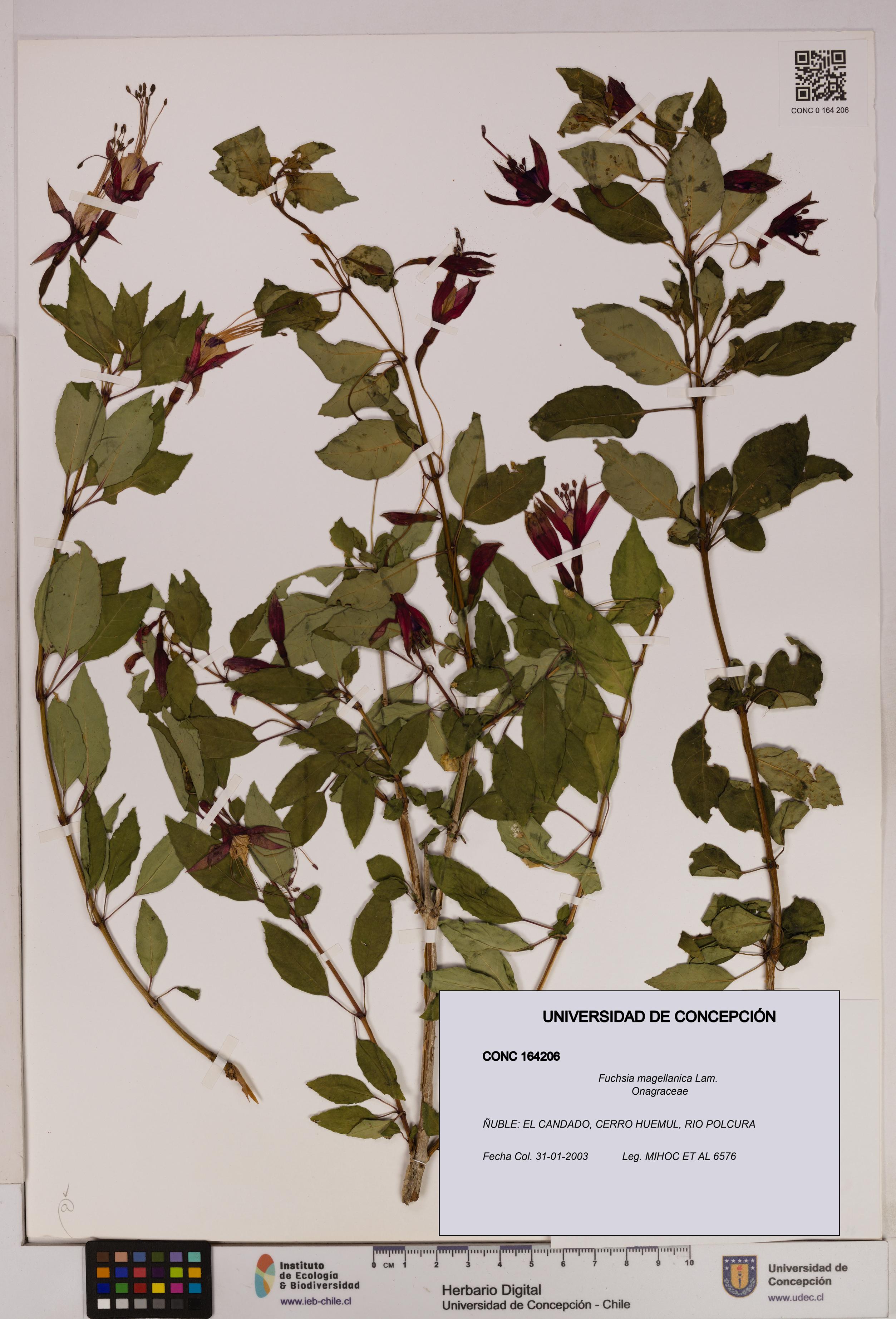 Fuchsia magellanica [Espécimen: UDEC:CONC:0164206]