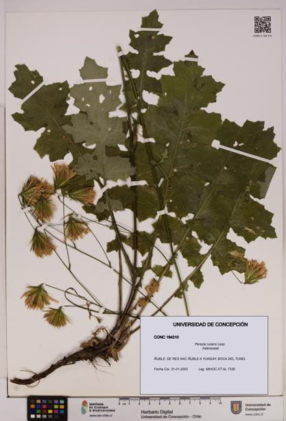 Perezia nutans [Espécimen: UDEC:CONC:0164210]